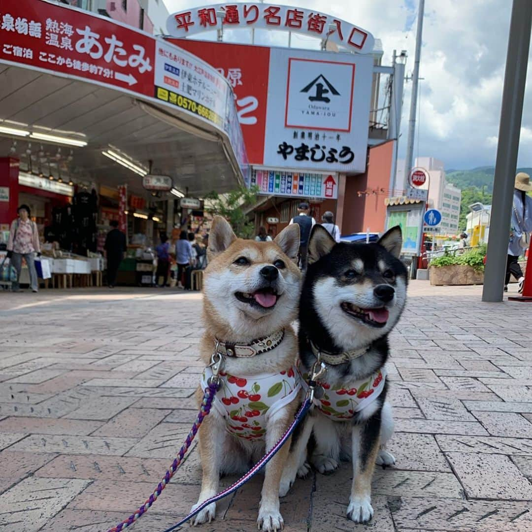 豆柴なつ&ふゆのインスタグラム