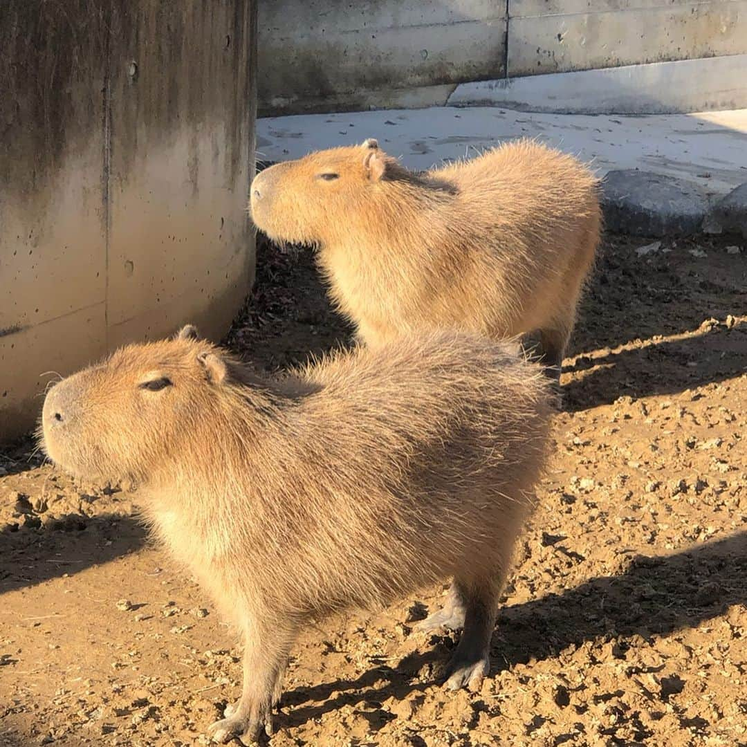 あおい夏海さんのインスタグラム写真 - (あおい夏海Instagram)「こんばんは！ ただ今ゴルフネットTV @golfnettv で放送中の大人気番組「よしもとゴルフ部」に登場させていただいています！！ この撮影では、群馬サファリパークにも行って、みんなでライオンさんを見てきました（笑） 群馬サファリパークに沢山のサインが飾られていて、その中に私も仲間入りさせていただきました😂✨ 嬉しい✨群馬サファリパークにお越しの際はぜひ見つけてみてね💕 5GAPの久保田さん @kubota5gap  大西ライオンさん @onishilion2010 ありがとうございました✨ . 72話から登場してます！ぜひ見てくださーい🎵 ゴルフネットTVでは"あなたのセッティングhow much""シニアゴルフ選手権レポート""ラウンド女子会"などなど、沢山出演させていただいています❤️ 全部スマホで無料でみれるので、まだゴルフネットTVのアプリダウンロードしていない方はぜひダウンロードして見てくださいね😆💕 @golfnettv .  #ゴルフ #ゴルフ番組 #ゴルフネットtv  #ゴルフ女子 #ゴルフ #コスプレ #大西ライオン さん #5gap久保田 さん  #撮影 #よしもとゴルフ部 #ゴルフ大好き #ゴルフバカ  #golfnettv  #群馬サファリパーク #群馬」5月31日 22時42分 - natsumi.aoi