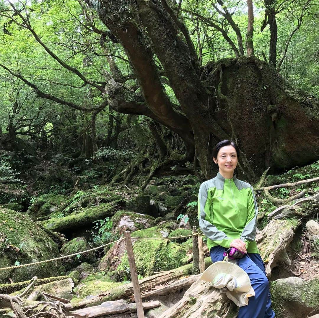 草刈民代さんのインスタグラム写真 - (草刈民代Instagram)「今日は #白谷雲水峡 に行きました！ ここは、#もののけ姫 のモデルになった森だそうです。のんびりと散策しながら、約6時間のトレッキングでした。  1 #二代くぐり杉 2 立っているところから上を見るとこんな感じ。 3 #苔むす森  正にここが「もののけ姫」のモデルになった森だそうですよ！ 4 高所恐怖症気味の私は、吊り橋が苦手なのですが、なぜか今日は怖くなかった🤔 5 #渓流 の水音。癒される〜 6 ホテルで作ってもらった#お弁当 。カップの中はガイドさんが湧き水で作ってくれたお味噌汁。美味しかった！ 7 ガイドさんの説明を聞きながら、とても楽しく歩けました。 8 杉の木に、ヒノキが根付いて、こんな風に根っこが絡まっている！ 9  あっ、#サル が、、、 10 苔を伝って滴り落ちる水。本当に水が豊富なところです。歩いている間、ずっとこの音を聞きながら。山の中は、非日常の空間。リフレッシュしました〜。 #草刈民代」5月31日 22時43分 - tamiyo_kusakari_official