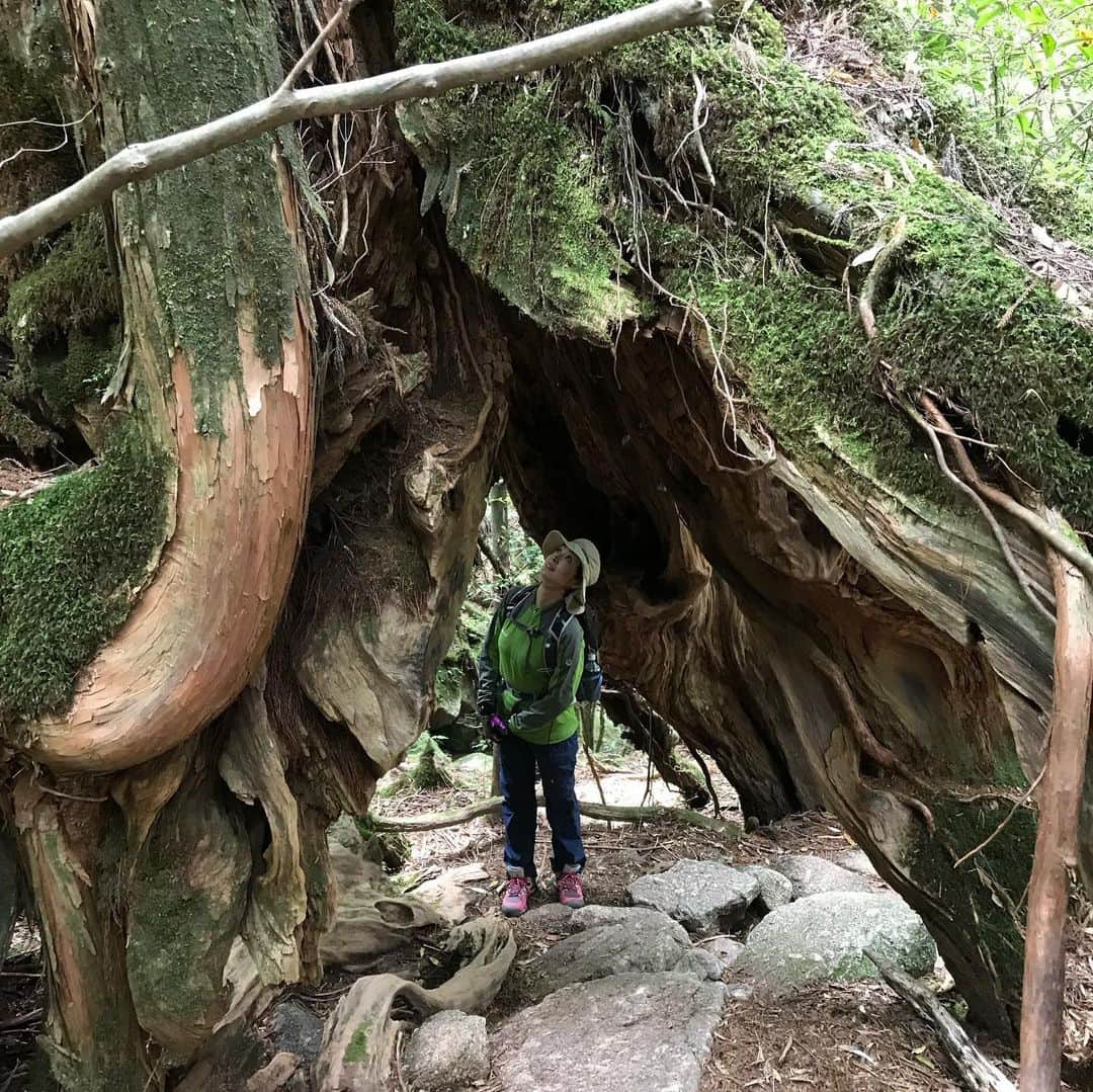 草刈民代さんのインスタグラム写真 - (草刈民代Instagram)「今日は #白谷雲水峡 に行きました！ ここは、#もののけ姫 のモデルになった森だそうです。のんびりと散策しながら、約6時間のトレッキングでした。  1 #二代くぐり杉 2 立っているところから上を見るとこんな感じ。 3 #苔むす森  正にここが「もののけ姫」のモデルになった森だそうですよ！ 4 高所恐怖症気味の私は、吊り橋が苦手なのですが、なぜか今日は怖くなかった🤔 5 #渓流 の水音。癒される〜 6 ホテルで作ってもらった#お弁当 。カップの中はガイドさんが湧き水で作ってくれたお味噌汁。美味しかった！ 7 ガイドさんの説明を聞きながら、とても楽しく歩けました。 8 杉の木に、ヒノキが根付いて、こんな風に根っこが絡まっている！ 9  あっ、#サル が、、、 10 苔を伝って滴り落ちる水。本当に水が豊富なところです。歩いている間、ずっとこの音を聞きながら。山の中は、非日常の空間。リフレッシュしました〜。 #草刈民代」5月31日 22時43分 - tamiyo_kusakari_official