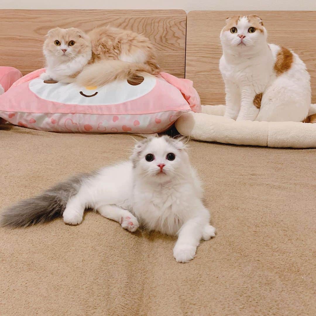 のインスタグラム：「今夜の3ショット🐱🐱🐱 どセンターでリーダーぶってるぱん！ ・  #scottishfold #catstagram_japan #catsofinstagram #cats_of_instagram #catoftheday #purr #ilovemycat #bestmeow #catlover #cutecat #kittensofinstagram #cute #スコティッシュフォールド#スコティッシュフォールドロングヘア #brotherandsisters」