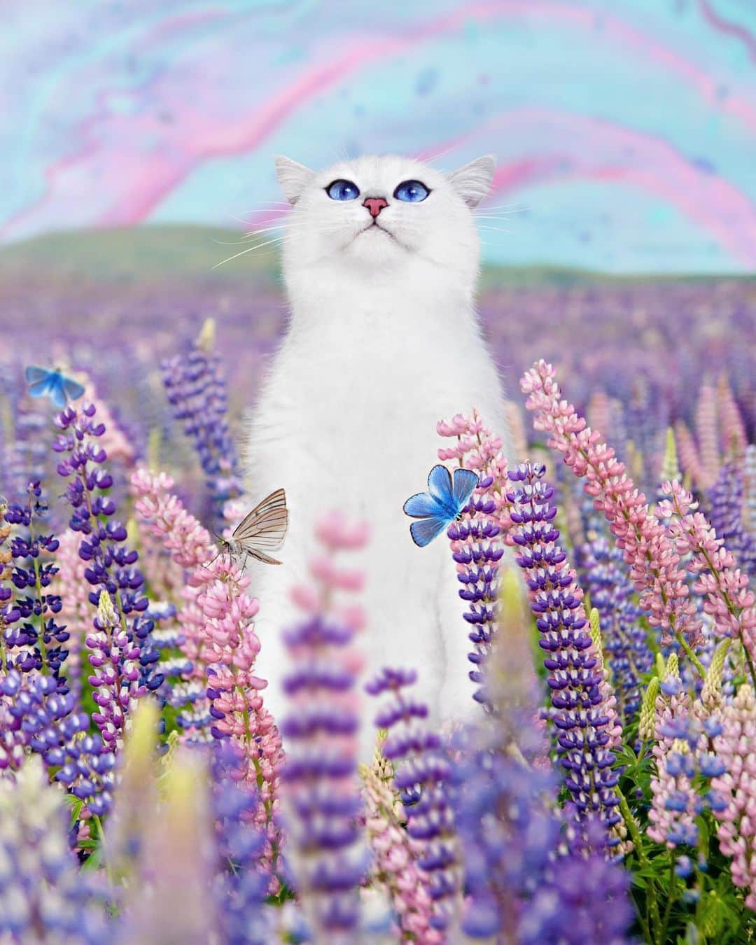 コビーさんのインスタグラム写真 - (コビーInstagram)「What life on catnip is like. Perfectly captured by @ditpict」5月31日 22時49分 - cobythecat