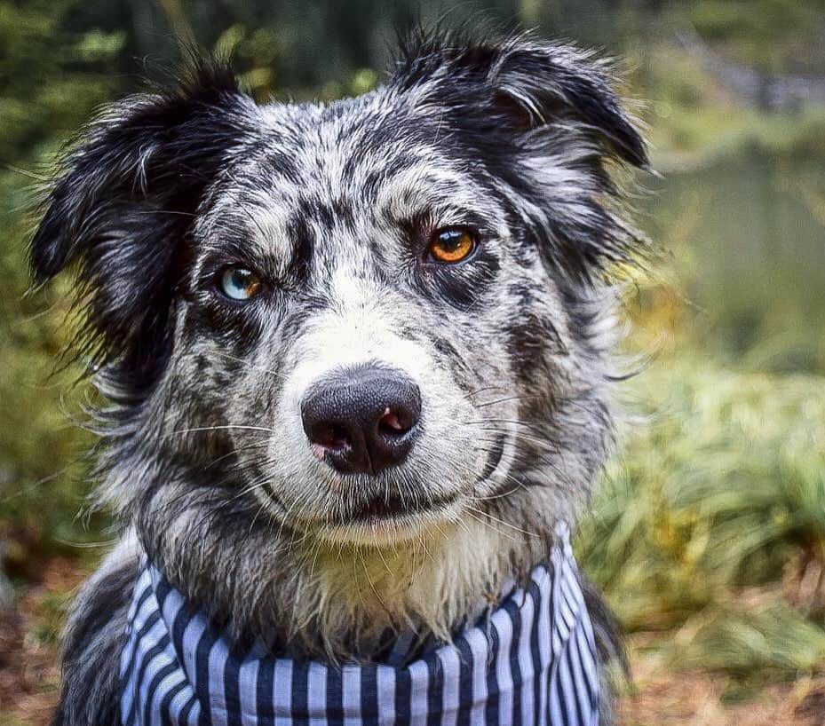 DogsOf Instagramのインスタグラム：「“That sly grin can only mean one thing, this boy is up to no good.” writes @bend.brothers  #dogsofinstagram」