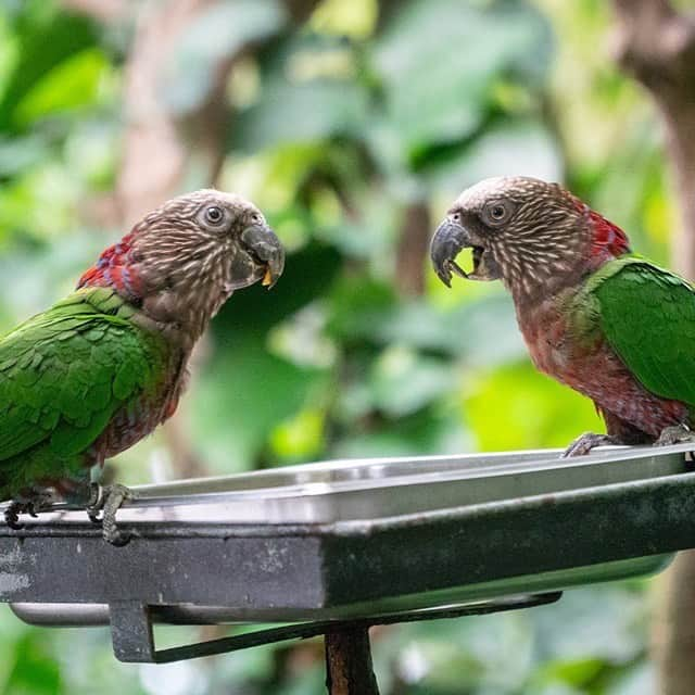 スミソニアン国立動物園さんのインスタグラム写真 - (スミソニアン国立動物園Instagram)「🦜🌎 Happy World Parrot Day to our pair of hawk-headed parrots, Sonic and Boomer! These birds get their name from the “Mohawk” of red feathers on their heads, which they raise when they are excited, happy or angry. 👋 Visit them in the rainforest at Amazonia! 🌳」5月31日 23時07分 - smithsonianzoo