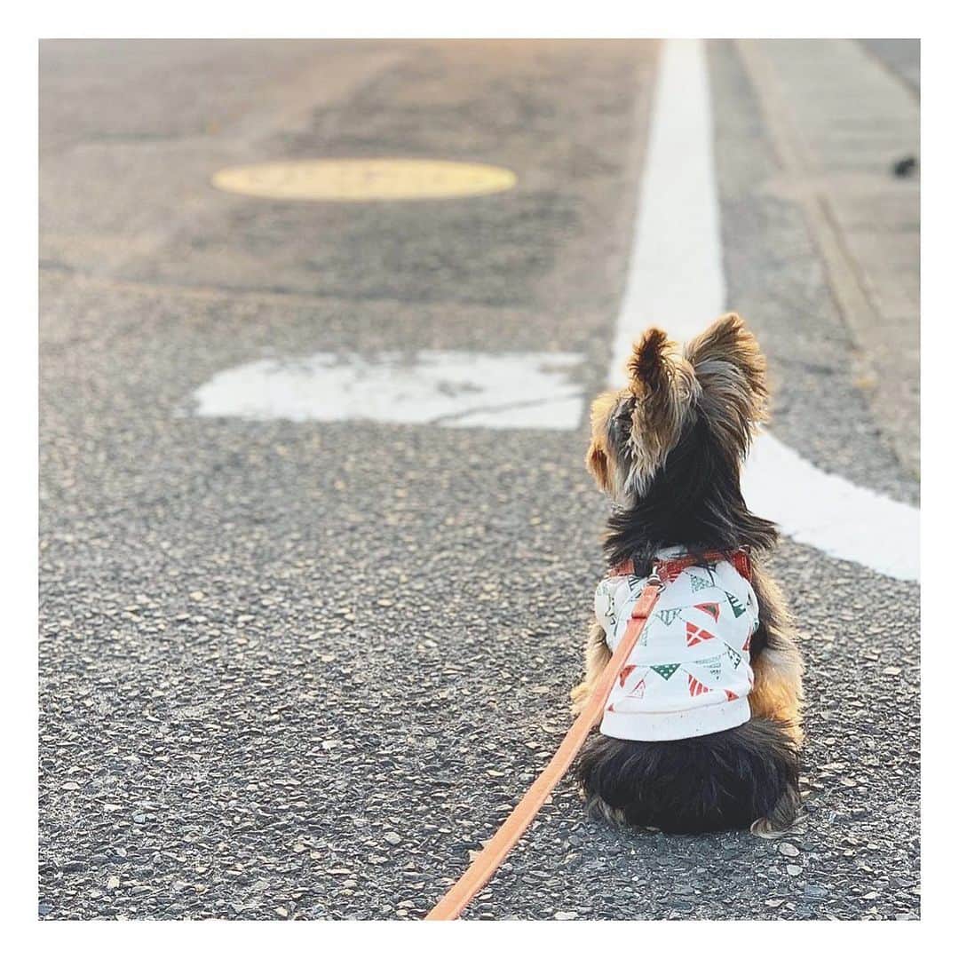 筒井萌子のインスタグラム：「* うに🐶お散歩中にお座りして夕日見て 黄昏てたみたい。可愛すぎるよ〜💕 @nontatiara ・ #tbs #ドラマ #筒井萌子 #女優 #actress #モデル #model #ヨークシャテリア #ヨーキー  #岡山 #shooting #instagood #instalike #撮影 #followme #instalike #ゴルフ #ゴルフ女子 #シャネル #CHANEL #chanel」