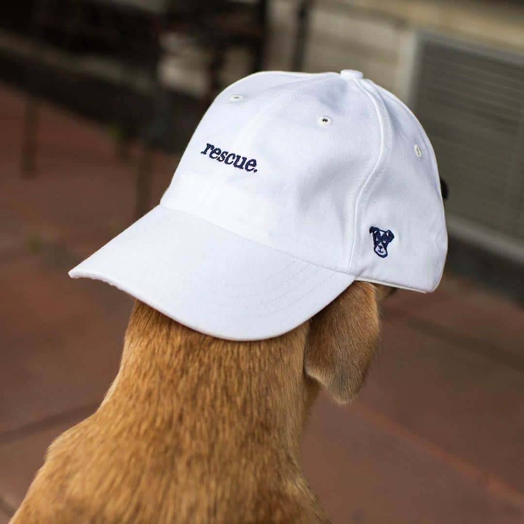The Dogistさんのインスタグラム写真 - (The DogistInstagram)「New Dogist hats (and restocked logo hats)! We support rescue throughout our work, so we created a hat for everyone to rock their rescue pride! Woof! And for those who believe every pic should be a dog pic, we feel you and agree 100%. Wear this new hat so that everyone knows to just SEND DOG PICS from now on. And remember, every product on The Dogist Shop helps support shelters through our #FeedingFriends initiative. Shop now at the link in bio!」5月31日 23時37分 - thedogist