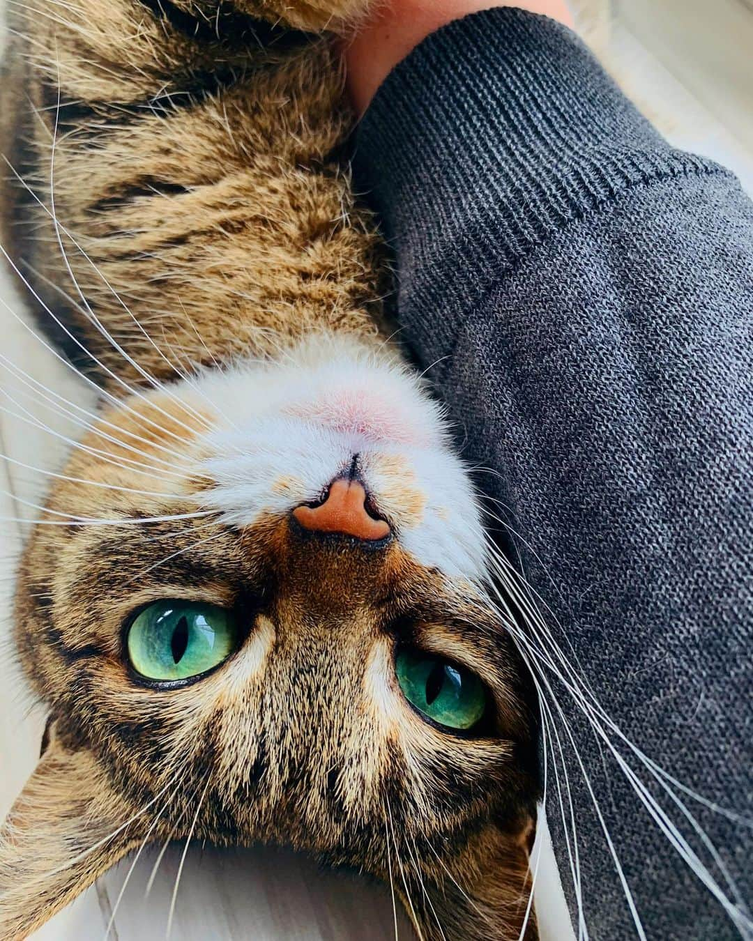 Sakiさんのインスタグラム写真 - (SakiInstagram)「* So hard to leave the house when your kitty stick to your arm! . 腕に巻き付かれると、家を出にくいよね。 #元野良猫部 #元野良もカワイイ説普及隊 *」5月31日 23時47分 - rubyeve12