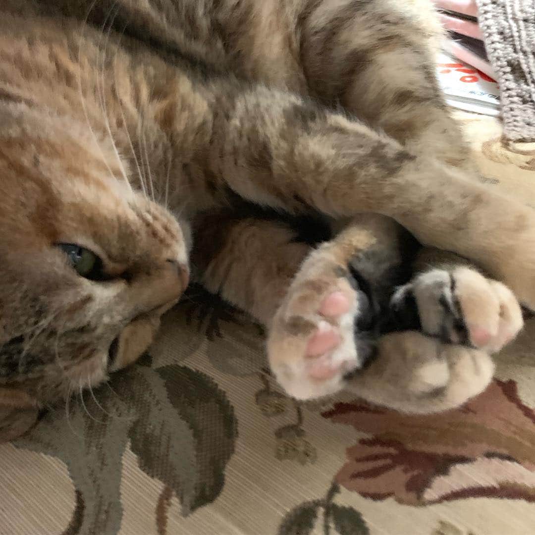 野間美由紀のインスタグラム：「足交差😺」
