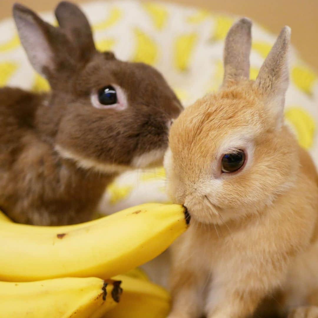 yun.ゆんさんのインスタグラム写真 - (yun.ゆんInstagram)「march.lemon🐻🍋 このバナナを誰か剥いてくだちゃい〜〜🍌🍌🍌💛 . . レモン必死で食べれるところを探してます。 マーチはただ、ただ、、見守るばかりでした。😂 . . #おいしいをうれしいに  @unifrutti_jp  ゆきねぇさんのミントくんのバナナ姿を見て💛応募します。🐶🍌 給食一食分になりますように！ . . ♪ ♪ ♪ #うさぎ#ウサギ#ネザーランドドワーフ#ZIP写真部#レモン#ふわもこ部#マーチ#バナナ#バナナ大好き #rabbits#rabbitsofinstagram #rabbitstagram #petstagram #march#instapet#cutepetclub #instarabbit #bunnies #bunnylove #lapin #pecotv #WeeklyFluff #lemon #netherlanddwarf #dailyflufffeature#animalland」5月31日 23時53分 - march.lemon