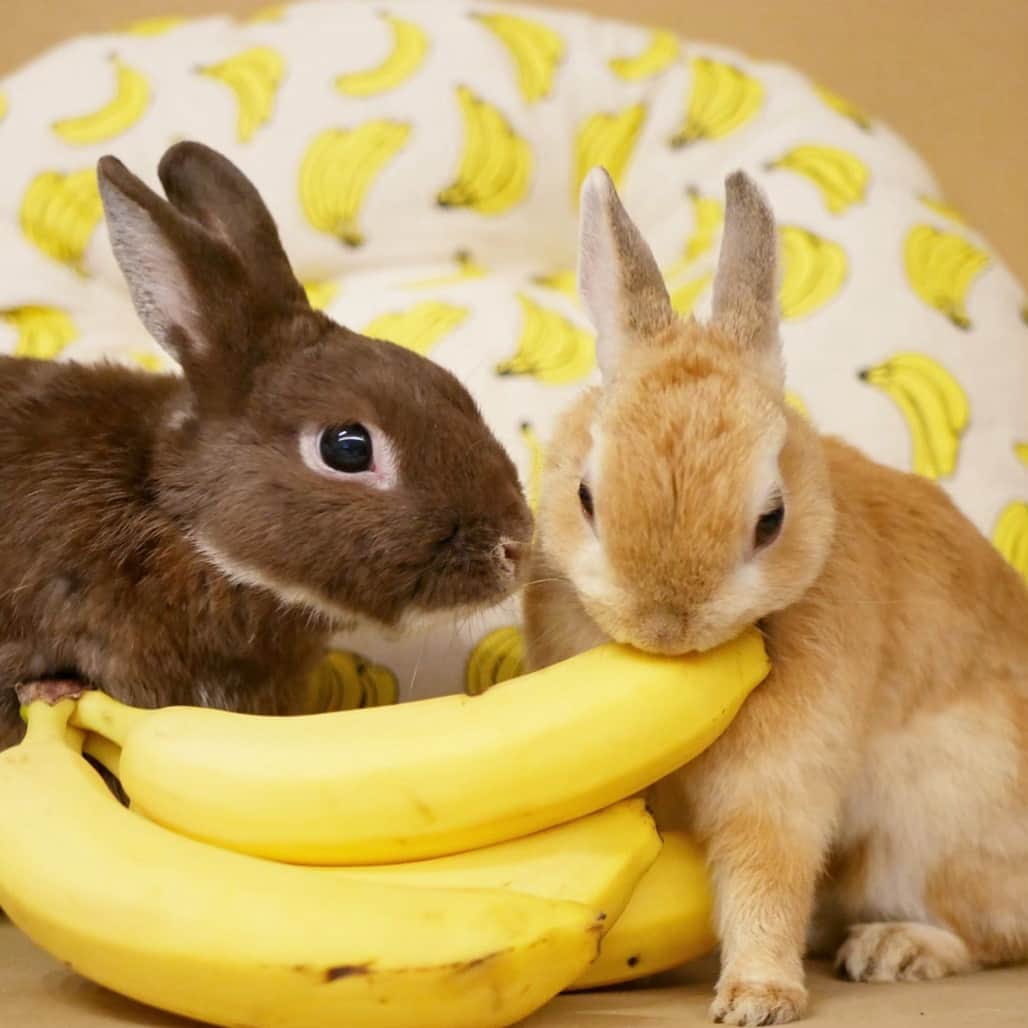 yun.ゆんさんのインスタグラム写真 - (yun.ゆんInstagram)「march.lemon🐻🍋 このバナナを誰か剥いてくだちゃい〜〜🍌🍌🍌💛 . . レモン必死で食べれるところを探してます。 マーチはただ、ただ、、見守るばかりでした。😂 . . #おいしいをうれしいに  @unifrutti_jp  ゆきねぇさんのミントくんのバナナ姿を見て💛応募します。🐶🍌 給食一食分になりますように！ . . ♪ ♪ ♪ #うさぎ#ウサギ#ネザーランドドワーフ#ZIP写真部#レモン#ふわもこ部#マーチ#バナナ#バナナ大好き #rabbits#rabbitsofinstagram #rabbitstagram #petstagram #march#instapet#cutepetclub #instarabbit #bunnies #bunnylove #lapin #pecotv #WeeklyFluff #lemon #netherlanddwarf #dailyflufffeature#animalland」5月31日 23時53分 - march.lemon
