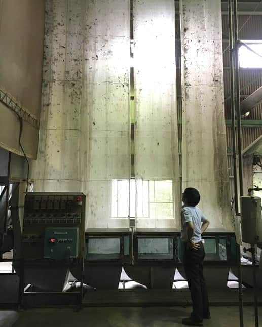 Matchæologist®さんのインスタグラム写真 - (Matchæologist®Instagram)「👋 Did you know that #Matcha undergoes a unique growing and production process to make it taste so distinct from other types of tea? 🌍 🌿 Come #BehindTheScenes of Matchaeologist with us 🙏 . In late April or early May, the young leaves are delicately handpicked from tea plants grown under shades for the previous 30 days (to increase its production of chlorophyll in their young shoots). Only the youngest and softest parts of the plant are harvested to become namacha (生茶) or ‘raw tea’. In order to retain the natural vivid green colour of the leaves alongside their distinct aroma and nutritional values, namacha is steamed for around 15-20 seconds, within 20 hours after being picked. . Post-steaming, the leaves undergo a drying and destemming process to filter out only the finest parts of the leaves. The leaves used to make matcha are cooled and dried with an air machine to become aracha (荒茶). Aracha is then deveined and destemmed to become tencha (碾茶). . The complex and vigorous process of matcha growth and production is what makes it so unique and highly-prized, and with such a distinct colour, aroma and taste. . To find out more about our splendid range of artisanal matcha, 🌱 visit Matchaeologist.com . Matchæologist® #Matchaeologist Matchaeologist.com」6月1日 0時00分 - matchaeologist
