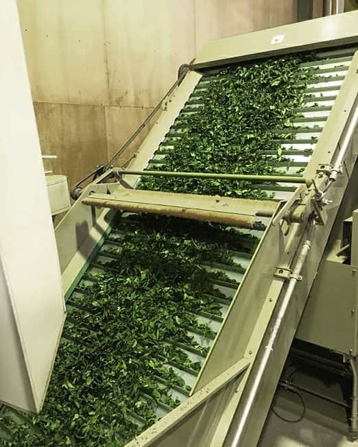 Matchæologist®さんのインスタグラム写真 - (Matchæologist®Instagram)「👋 Did you know that #Matcha undergoes a unique growing and production process to make it taste so distinct from other types of tea? 🌍 🌿 Come #BehindTheScenes of Matchaeologist with us 🙏 . In late April or early May, the young leaves are delicately handpicked from tea plants grown under shades for the previous 30 days (to increase its production of chlorophyll in their young shoots). Only the youngest and softest parts of the plant are harvested to become namacha (生茶) or ‘raw tea’. In order to retain the natural vivid green colour of the leaves alongside their distinct aroma and nutritional values, namacha is steamed for around 15-20 seconds, within 20 hours after being picked. . Post-steaming, the leaves undergo a drying and destemming process to filter out only the finest parts of the leaves. The leaves used to make matcha are cooled and dried with an air machine to become aracha (荒茶). Aracha is then deveined and destemmed to become tencha (碾茶). . The complex and vigorous process of matcha growth and production is what makes it so unique and highly-prized, and with such a distinct colour, aroma and taste. . To find out more about our splendid range of artisanal matcha, 🌱 visit Matchaeologist.com . Matchæologist® #Matchaeologist Matchaeologist.com」6月1日 0時00分 - matchaeologist