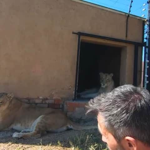 Kevin Richardson LionWhisperer のインスタグラム