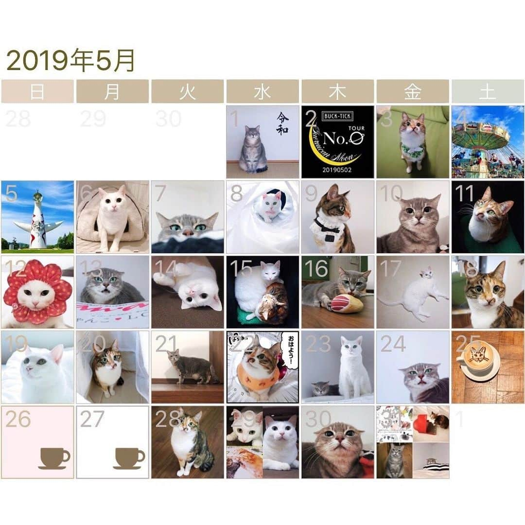 marikill66さんのインスタグラム写真 - (marikill66Instagram)「5️⃣🗓🐱🐱🐱🎖 * #2019年5月 #インスタカレンダー #cat #catstagram #catsofinstagram #catoftheday #instacat #vsco #marikill66 #marikill66_2019 #marikill66_05」6月1日 0時21分 - marikill66