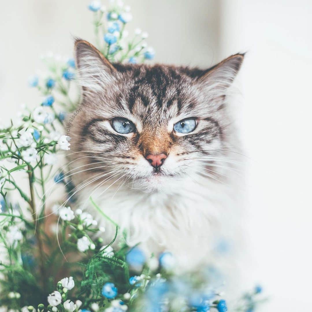 Holly Sissonのインスタグラム：「Spring vibes, when the flowers match your eyes☺️🐱💐 #cat #bokeh #SiberianCat (See more of Alice, Finnegan, and Oliver, on @pitterpatterfurryfeet) ~ Canon 1D X MkII + 50 f1.4 @ f1.8 See my bio for full camera equipment information plus info on how I process my images. 😊」