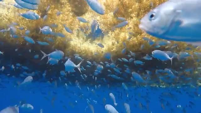 ナショナルジオグラフィックのインスタグラム