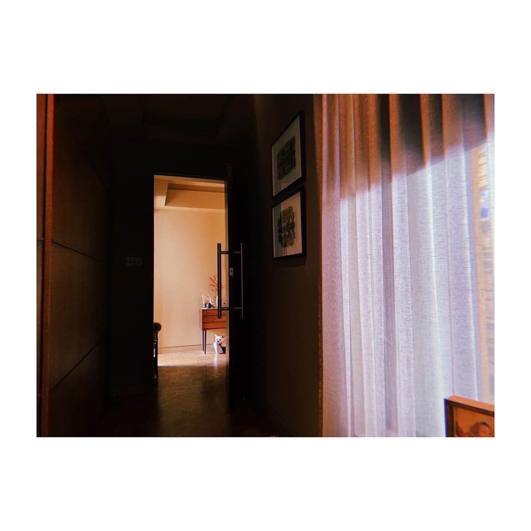佐藤佳菜子さんのインスタグラム写真 - (佐藤佳菜子Instagram)「あいつはいる。 今日もいる。  当然のようにチャイルドシートに座っている。  棚の下からわたしの動向を伺っている。  #玄関の守り神 #シーサー感覚で玄関を警備 #ガイドブックに載らないロンドン」6月1日 0時50分 - kanakosato1019