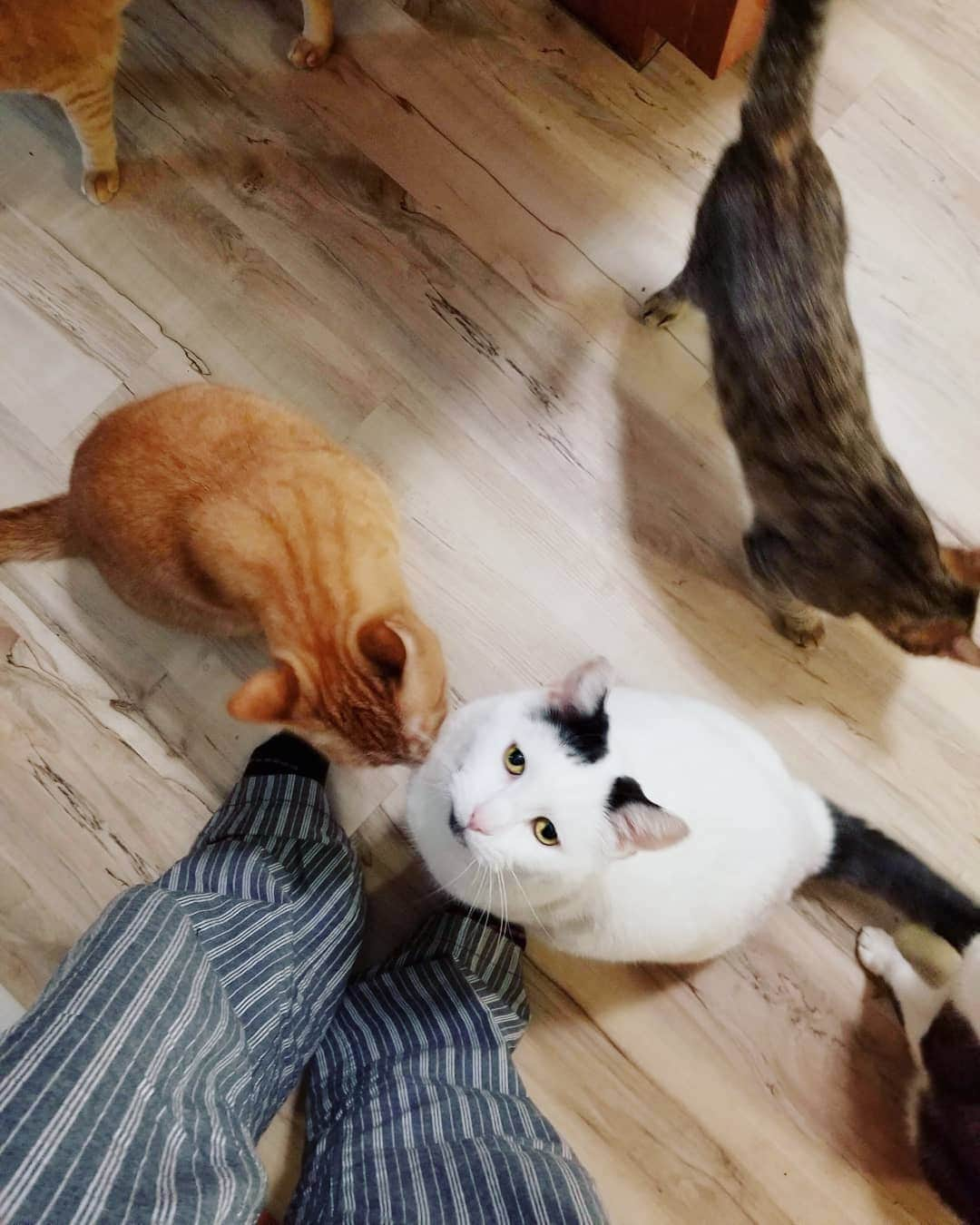 Garyさんのインスタグラム写真 - (GaryInstagram)「Get me the fuck out of here #gare🐻 #whydoyouhavesomanycats」6月1日 0時52分 - omgdeedee