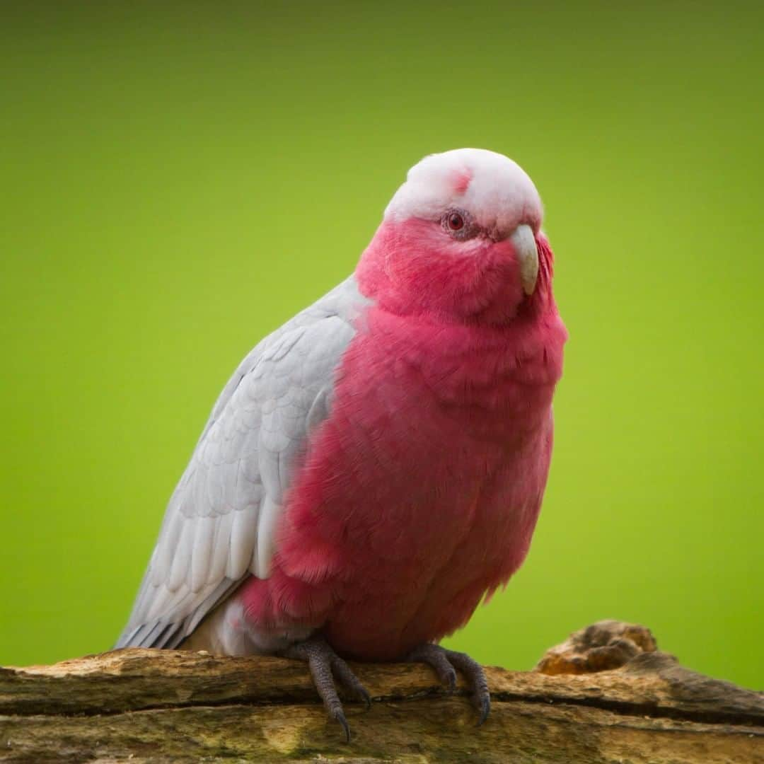 アニマルプラネットさんのインスタグラム写真 - (アニマルプラネットInstagram)「The galah is pretty in pink! These birds form huge, noisy flocks who FEAST on seeds. . . . . . . #animalplanetupclose #animalsofinstagram #animalplanet #animaloftheday #wild #wildlife #outdoors #animals #wildanimals #conservation #nature #animallovers #instanature #wildgeography #bird #birdsofig #galah #pink」6月1日 1時00分 - animalplanet