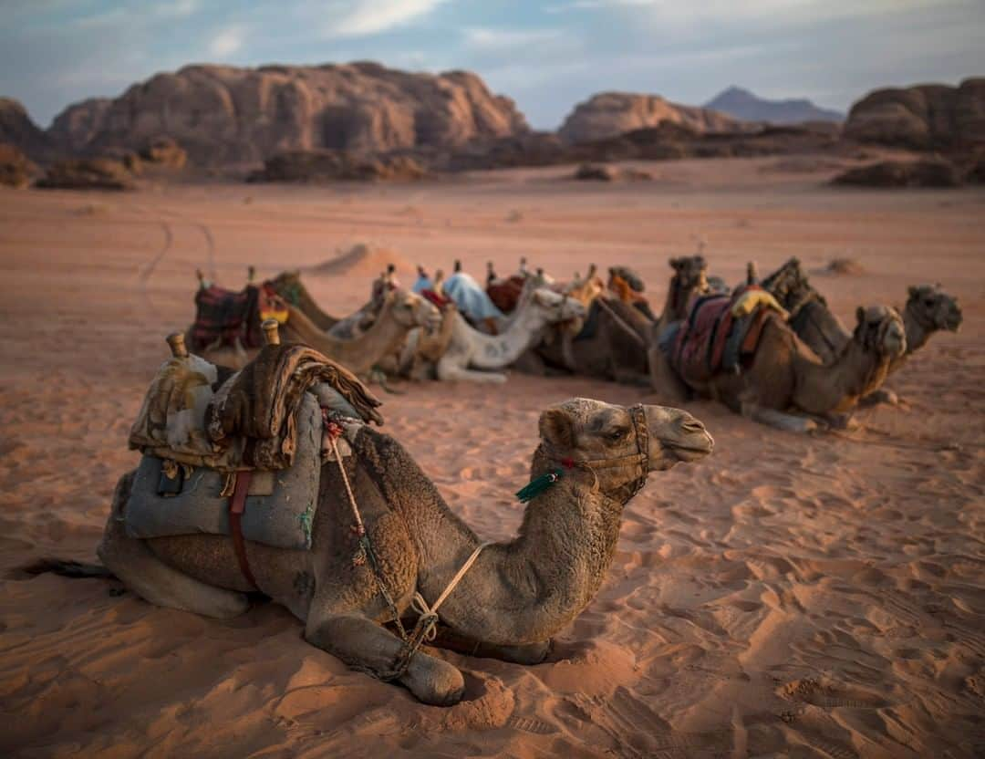 National Geographic Travelさんのインスタグラム写真 - (National Geographic TravelInstagram)「Photo by Muhammed Muheisen @mmuheisen | Camels rest on the sand of Jordan’s desert of Wadi Rum, also known as the Valley of the Moon, cut into the sandstone and granite rock of southern Jordan. For more photos and videos from different parts of the world, follow me @mmuheisen and @mmuheisenpublic #muhammedmuheisen #jordan #الاردن」6月1日 1時05分 - natgeotravel