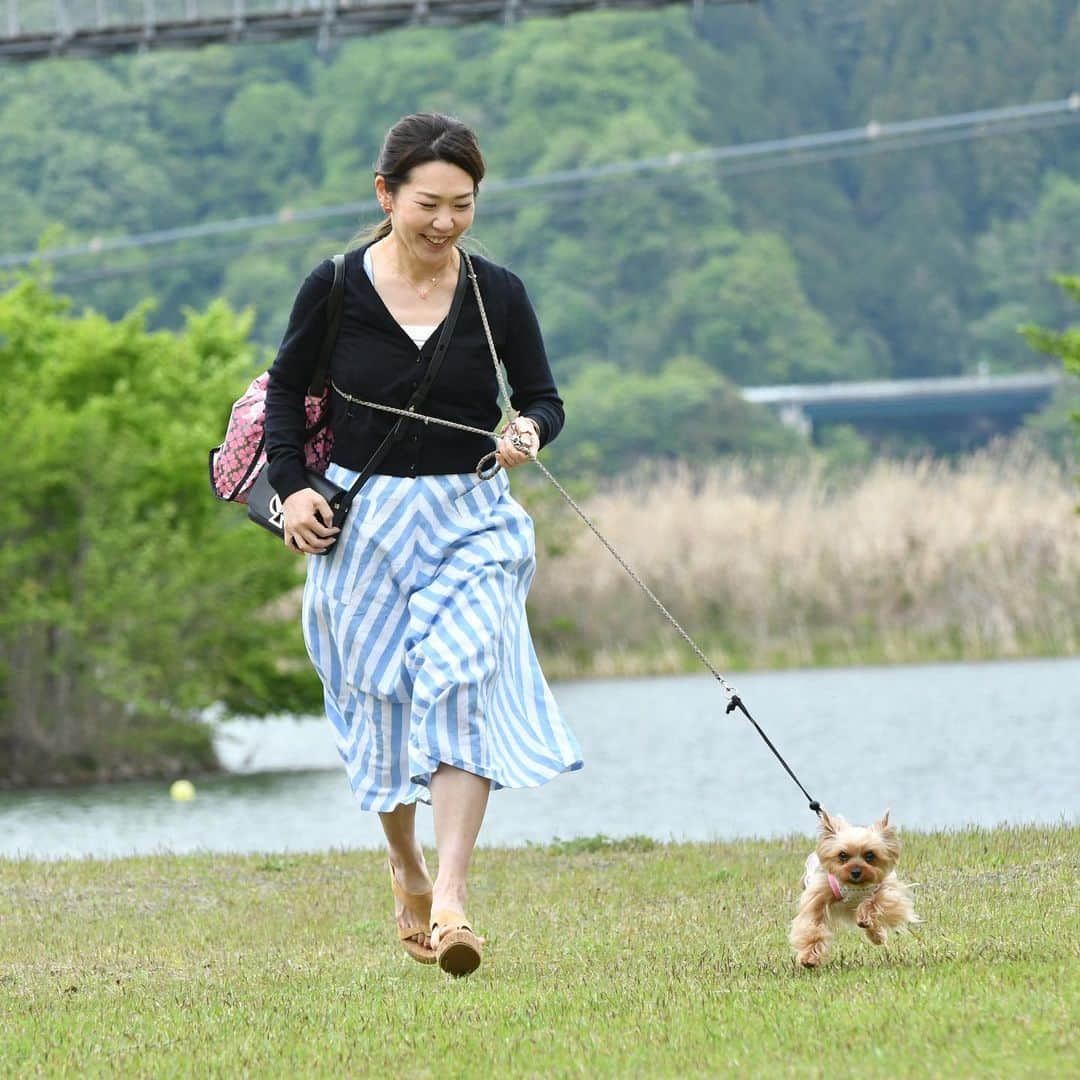のインスタグラム：「Throw back to golden week vacation . ㅤㅤㅤㅤㅤㅤㅤㅤㅤㅤㅤㅤㅤㅤㅤ ゴールデンウィークに遊びに行った宮ヶ瀬の写真。やっと整理し始めました。 1枚目、ルビーも私も地球に足つけていないよ。ルンルン。 他は連写してくれた写真。 Photo by @taka7388  父(ルビーのグランパ)が撮ってくれました。親子でカメラ好き。父は一眼と望遠カメラ、私はミラーレスと広角好き。でも実は父の一眼に興味津々😆 #yorkie #ヨーキー #yorkshireterrier #ヨークシャテリア #飛行犬 #katespade #loveinspades #ケイトスペード #ラブインスペード」