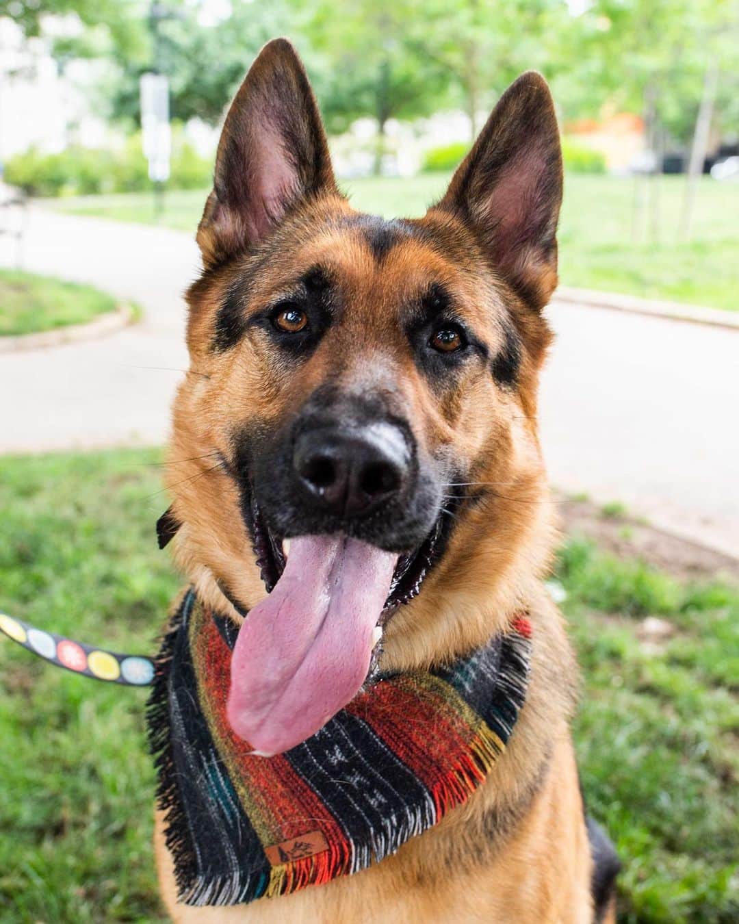 The Dogistさんのインスタグラム写真 - (The DogistInstagram)「Max, German Shepherd (2 y/o), Schuylkill River Park, Philadelphia, PA • “He has a big scary bark. The mailman hates him.” @sohandsome.max」6月1日 1時22分 - thedogist