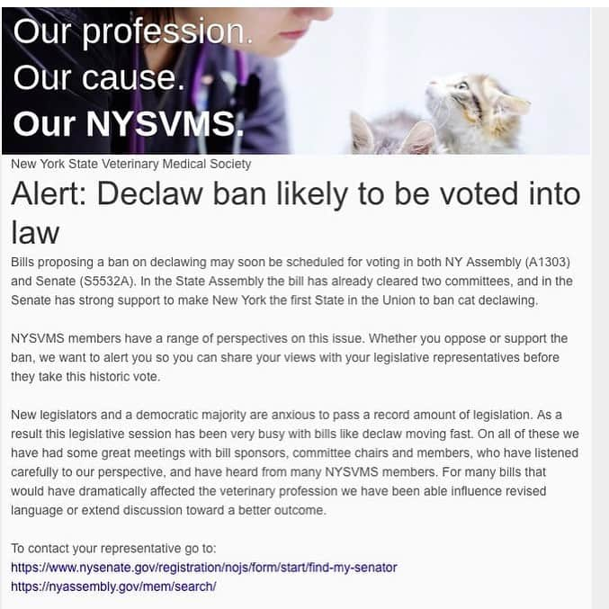 City the Kittyさんのインスタグラム写真 - (City the KittyInstagram)「The New York State Veterinary Medical Society (NYSVMS) sent an urgent request to all their vet members today. 😾  It appears that they can see the writing on the wall that declawing is inhumane and the right thing to do is to ban it.  For the last few years they have done everything they can to successfully stop this anti-declawing cat protection bill in NY so that declawing vet practices like this one in NY can keep mutilating and harming cats by performing this inhumane amputation procedure.😾 If you are a New York resident, PLEASE call up your legislator’s office today and ask them to please support the anti-declawing, cat protection bill. NY Assembly (A1303) and Senate (S5532A) 🙏🏻🙏🏻🙏🏻 . HERE IS HOW TO FIND YOUR NEW YORK LEGISLATOR. To contact your representative go to: https://www.nysenate.gov/registration/nojs/form/start/find-my-senator https://nyassembly.gov/mem/search/  Please, ONLY New York residents, the legislators don’t like it when people from out of state call, because it just wastes their time!  Please share this post! 💪🏻❤️ #newyorkcats #nycat #newyork #ny #catsofnewyork  NEW YORK RESIDENTS, NOW IS YOUR TIME TO REALLY HELP PROTECT CATS FROM THIS ANIMAL CRUELTY AND BE A PART OF CAT HISTORY! THIS BILL WILL BE VOTED ON VERY SOON SO PLEASE CALL!!!! #pawsneedclaws #NY  www.citythekitty.org Swipe left ⬅️ to see their note and then to see how they celebrated their win to be able to keep amputating the toe bones and claws on cats. 😾😾😾」6月1日 1時33分 - citythekitty