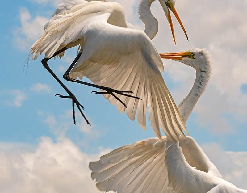 National Geographic Creativeさんのインスタグラム写真 - (National Geographic CreativeInstagram)「What's your favorite photo? Check out what caught our eye in this week's selection of #WhatWeLiked from the Image Collection editors | #GreatEgrets by @medfordtaylor | #SledDogs by @cristinamittermeier | #Children by @amivitale | #Hippo by @shannon__wild」6月1日 1時42分 - natgeointhefield