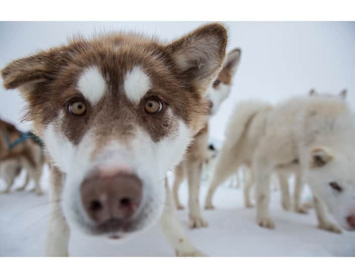 National Geographic Creativeさんのインスタグラム写真 - (National Geographic CreativeInstagram)「What's your favorite photo? Check out what caught our eye in this week's selection of #WhatWeLiked from the Image Collection editors | #GreatEgrets by @medfordtaylor | #SledDogs by @cristinamittermeier | #Children by @amivitale | #Hippo by @shannon__wild」6月1日 1時42分 - natgeointhefield