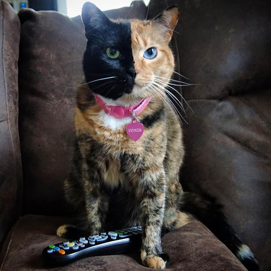 Venus Cat さんのインスタグラム写真 - (Venus Cat Instagram)「If you won’t put on the nature show I’ll take matters into my own paws! 🐊🐅🦒🦋🦜」6月1日 1時35分 - venustwofacecat