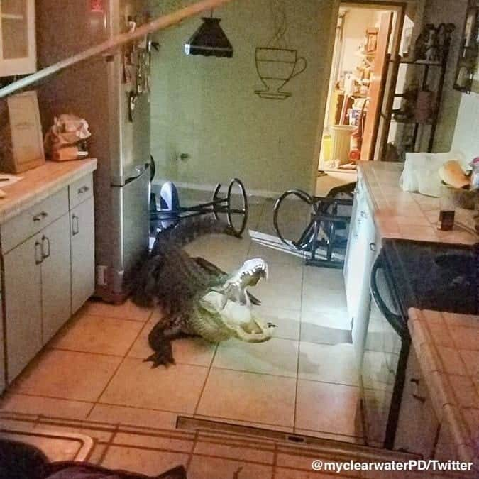 ABC Newsさんのインスタグラム写真 - (ABC NewsInstagram)「Police in Clearwater, Florida, are used to responding to break-ins. This time, the culprit was an 11-foot-long alligator.  The gator was safely removed. #alligator #florida #police #wildlife」6月1日 2時55分 - abcnews