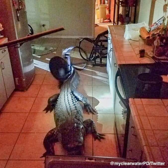 ABC Newsさんのインスタグラム写真 - (ABC NewsInstagram)「Police in Clearwater, Florida, are used to responding to break-ins. This time, the culprit was an 11-foot-long alligator.  The gator was safely removed. #alligator #florida #police #wildlife」6月1日 2時55分 - abcnews