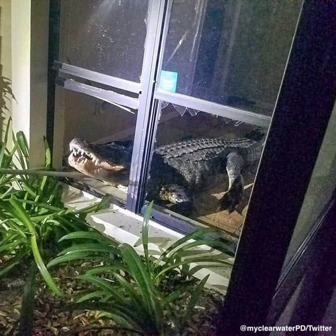 ABC Newsさんのインスタグラム写真 - (ABC NewsInstagram)「Police in Clearwater, Florida, are used to responding to break-ins. This time, the culprit was an 11-foot-long alligator.  The gator was safely removed. #alligator #florida #police #wildlife」6月1日 2時55分 - abcnews