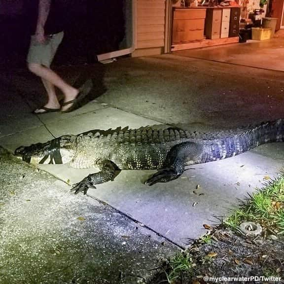 ABC Newsさんのインスタグラム写真 - (ABC NewsInstagram)「Police in Clearwater, Florida, are used to responding to break-ins. This time, the culprit was an 11-foot-long alligator.  The gator was safely removed. #alligator #florida #police #wildlife」6月1日 2時55分 - abcnews