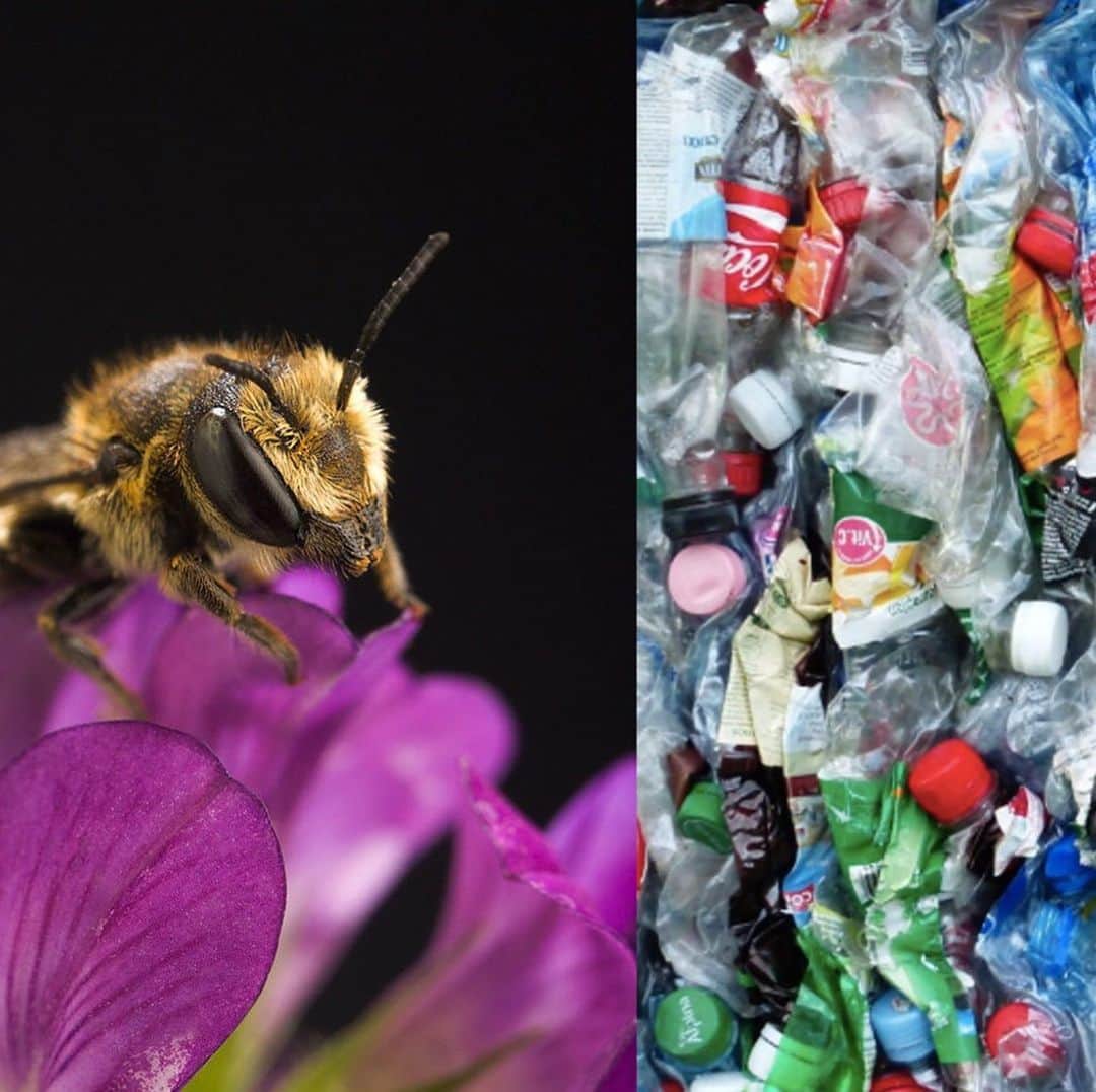VICEさんのインスタグラム写真 - (VICEInstagram)「Good job, humans: bees are making nests entirely out of plastic instead of traditional materials, which results in a lower survival rate for the bees. 🐝💔Link in bio.  Image: Wikimedia Commons」6月1日 3時05分 - vice