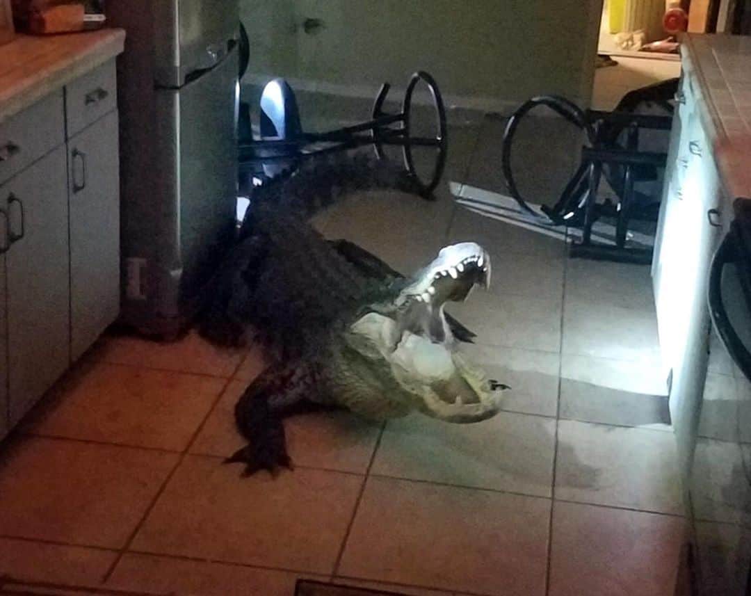 NBC Newsさんのインスタグラム写真 - (NBC NewsInstagram)「An ‘aggressive’ 11-foot alligator broke into a #Florida house and stunned its human inhabitants when they woke up Friday morning, police said. Click the link in our bio to read more. . 📷 Clearwater Police Dept.」6月1日 3時18分 - nbcnews