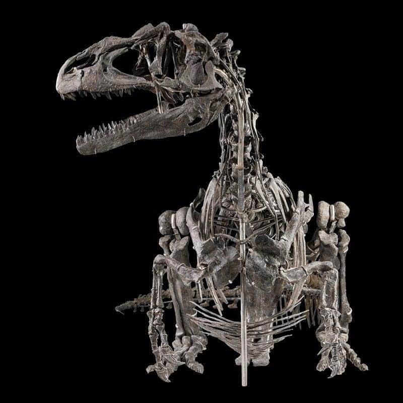 スラッシュさんのインスタグラム写真 - (スラッシュInstagram)「Allosaurus fragilis. See it @SmithsonianNMNH @NMNH June 8 #DeepTime iiii]; )'」6月1日 3時43分 - slash