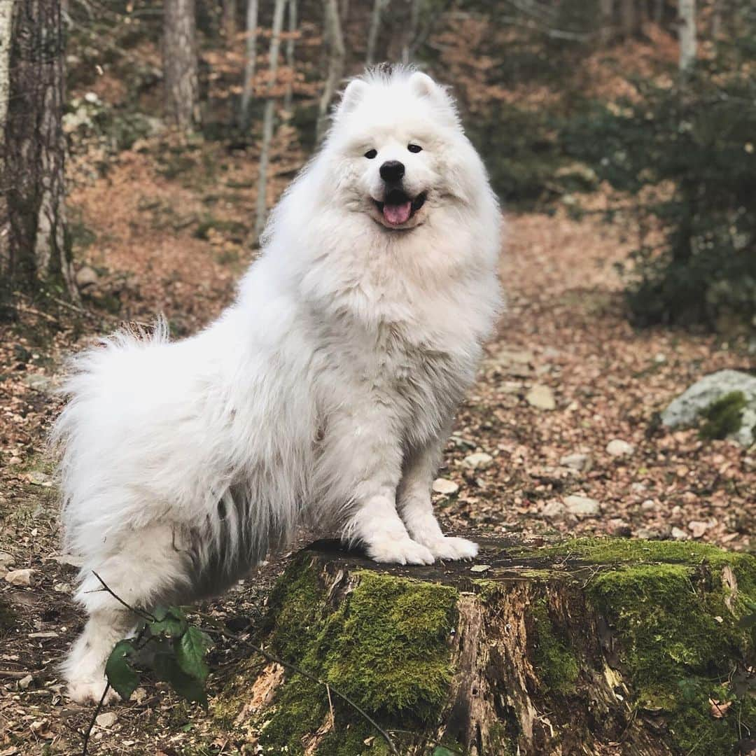 アリゼさんのインスタグラム写真 - (アリゼInstagram)「Happy birthday to my King in the north 👑 #jonsnow #3ans #samoyed」6月1日 14時48分 - alizeeofficiel