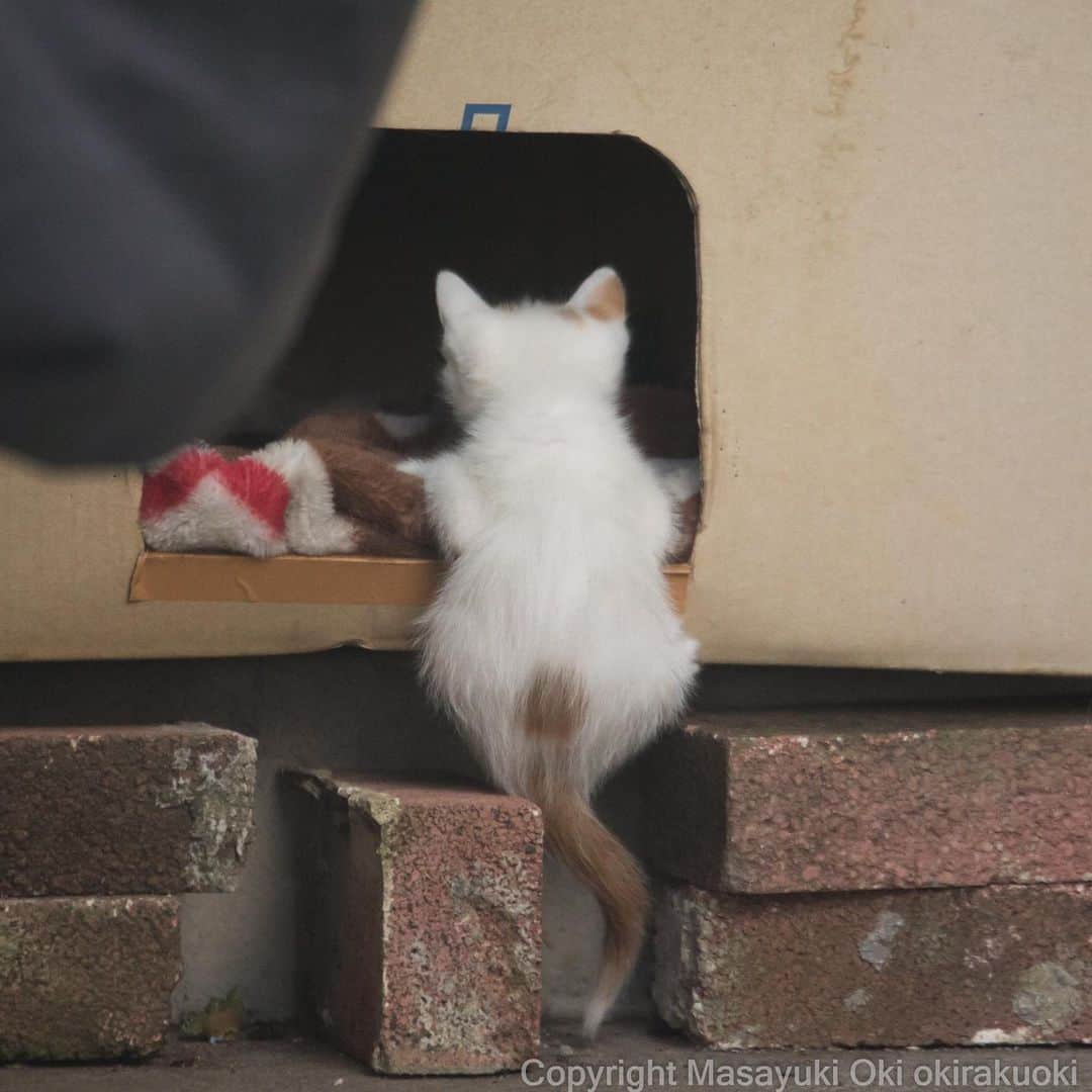 Masayukiさんのインスタグラム写真 - (MasayukiInstagram)「ぶらさがる。  #cat #ねこ」6月1日 13時14分 - okirakuoki