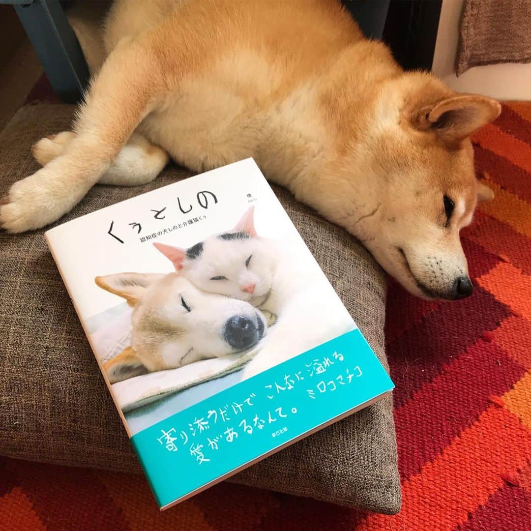 マル子さんのインスタグラム写真 - (マル子Instagram)「インスタで大好きだった @hinatabocco.3 さんの #くぅとしの が本になったので買いました。 柴犬飼いなのでしのちゃんに感情移入するかと思いきや、くぅちゃんに心掴まれまくりで😭 しのちゃんはきっと若い頃苦労したけど老後は幸せだったね。 #マル子 #柴犬 #shiba #マル子の介護は私と父ちゃんで」6月1日 13時24分 - tomikago