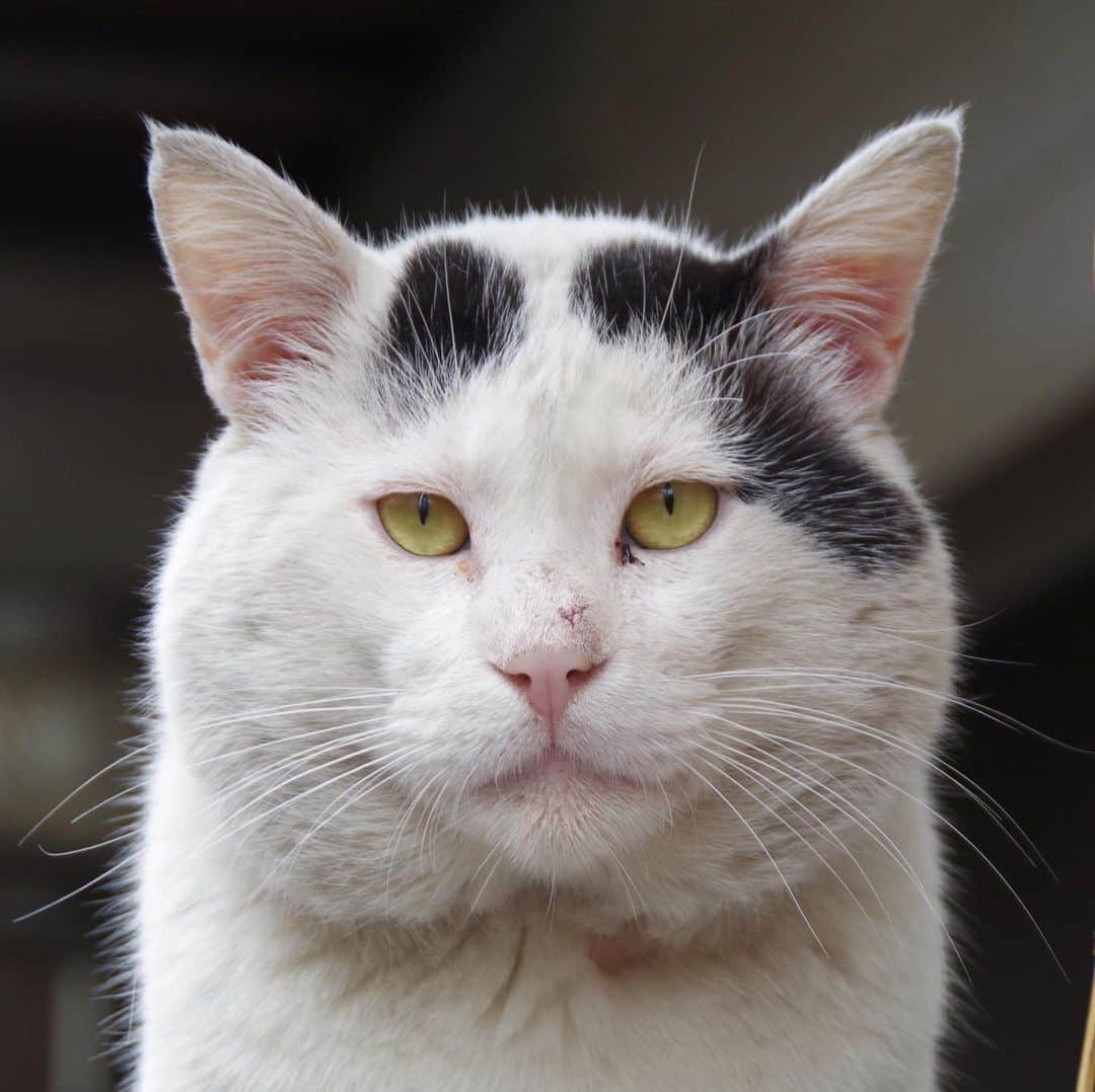 Kachimo Yoshimatsuさんのインスタグラム写真 - (Kachimo YoshimatsuInstagram)「おそよう！ナナクロ！ Good Afternooooon! Nanakuro(Seven Blacks) #uchinonekora #nanakuro #そとの猫ら #sotononekora #neko #cat #catstagram #kachimo #猫 #ねこ #うちの猫ら http://kachimo.exblog.jp」6月1日 13時55分 - kachimo