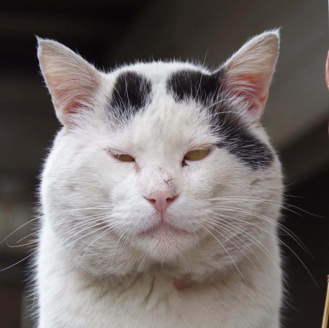 Kachimo Yoshimatsuさんのインスタグラム写真 - (Kachimo YoshimatsuInstagram)「おそよう！ナナクロ！ Good Afternooooon! Nanakuro(Seven Blacks) #uchinonekora #nanakuro #そとの猫ら #sotononekora #neko #cat #catstagram #kachimo #猫 #ねこ #うちの猫ら http://kachimo.exblog.jp」6月1日 13時55分 - kachimo