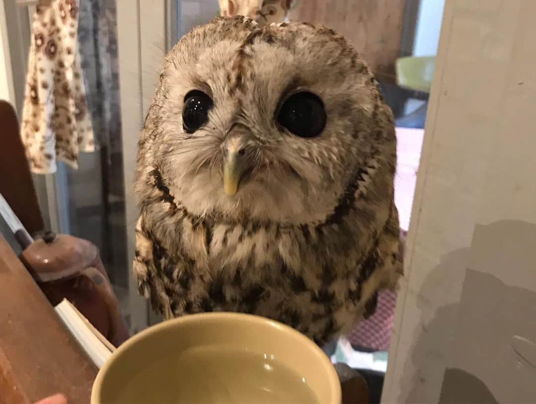 笠原美香さんのインスタグラム写真 - (笠原美香Instagram)「モリちゃん🦉💓 1番人懐っこくて 愛くるしくてたまらな☺️ STREETMINIの撮影でお邪魔しました✨ 新刊お楽しみに〜🙏‼️ #フクロウカフェ」6月1日 14時05分 - mika.k419