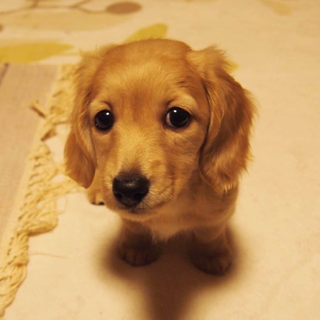 ハッチ＆ニコのインスタグラム：「Puppy Nico (2 months old) 👀くりくり チビッコ写真を見せっこする親バカのタグ. #saturday_puppyfes  土曜日恒例パピフェスですよ～🐾. . #チビnico #pecoいぬ部 #カメラ嫌い同好会  #犬の生活が第一 #癒しわんこ #dachshund #犬バカ部 #短足部 #ふわもこ部 #tokyocameraclub #東京カメラ部」