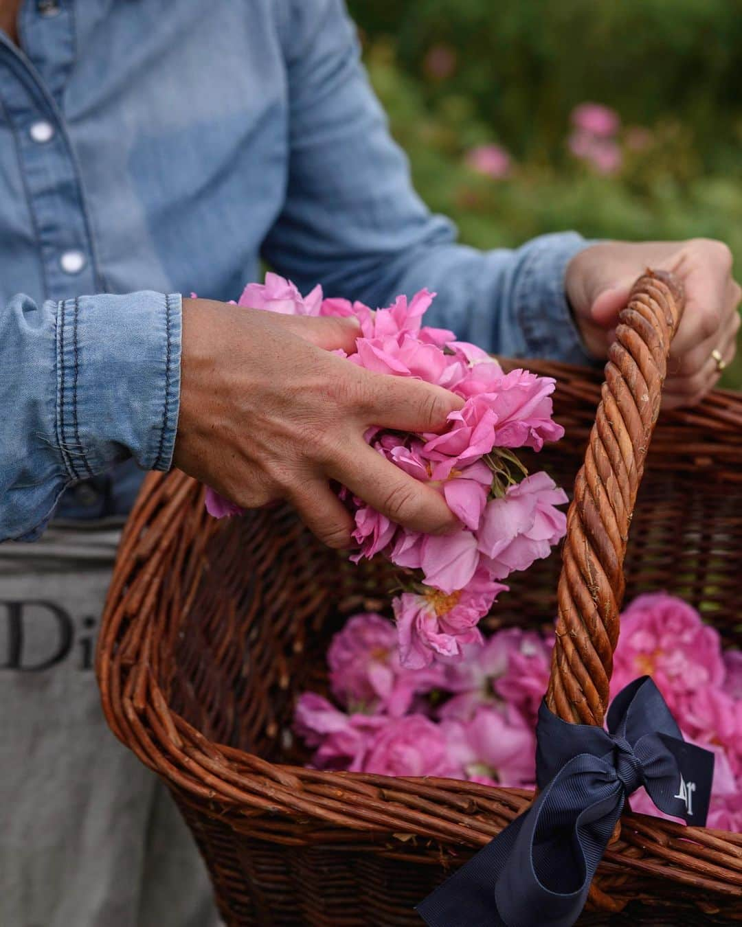 クリスチャンディオールさんのインスタグラム写真 - (クリスチャンディオールInstagram)「THE SCENT OF ROSES – In Grasse, in May, everything smells like roses: the air, your clothes, your hands, your skin… #diorlesrecoltes #missdiorforlove #diorparfums @diorparfums #diorgrasse」6月1日 5時55分 - dior