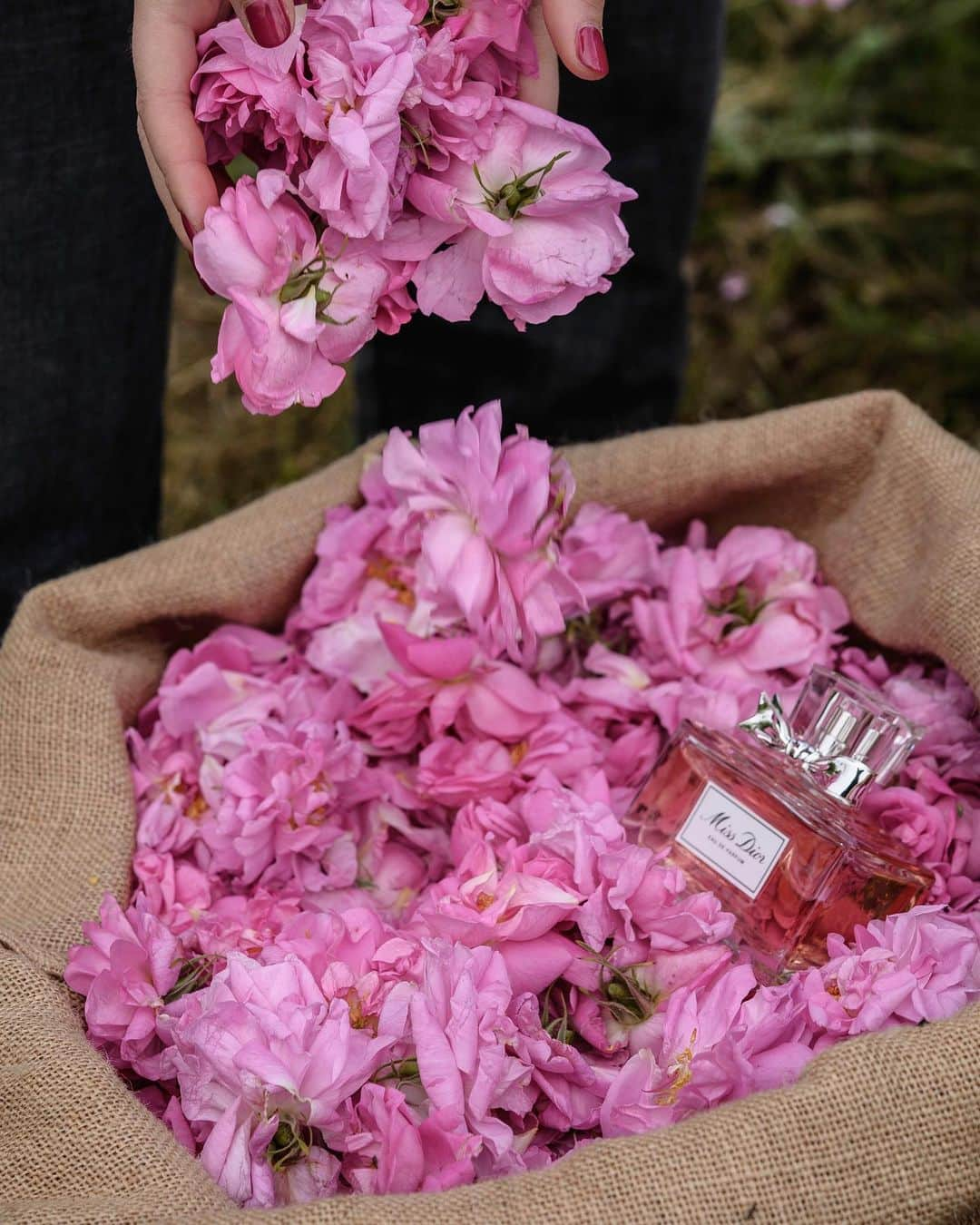 クリスチャンディオールさんのインスタグラム写真 - (クリスチャンディオールInstagram)「THE SCENT OF ROSES – In Grasse, in May, everything smells like roses: the air, your clothes, your hands, your skin… #diorlesrecoltes #missdiorforlove #diorparfums @diorparfums #diorgrasse」6月1日 5時55分 - dior