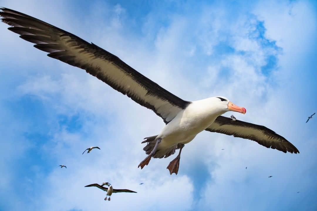 ナショナルジオグラフィックさんのインスタグラム写真 - (ナショナルジオグラフィックInstagram)「Photo by Stephen Wilkes @stephenwilkes |  An albatross shows off its wingspan for the camera as it glides through the sky near the Falkland Islands (Islas Malvinas). To see more photos from my travels near and far, follow me @stephenwilkes. #DayToNight #StephenWilkes #Falklands #Colorful #Albatross」6月1日 6時35分 - natgeo