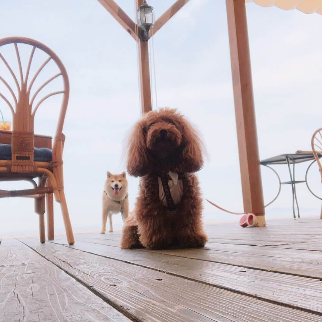 豆助左衛門（まめすけざえもん）さんのインスタグラム写真 - (豆助左衛門（まめすけざえもん）Instagram)「🐾 先日💕 お友達のチョコちゃんママが  犬とBBQ🍖ができる 淡路島のPacific over sea @pacificoverseasawaji  さんへ連れて行ってくれました。  海が見えるテラス席で 大阪と和歌山が見えます。 風が心地よくて 美味しいもの食べる事ができて リセットできました💕💕 … @okamoto5533 チョコちゃんママありがとう😊✨✨ …………………………🖋 #徳島柴ちゃん会#マメスケざえもん#チーム俺様 #shiba#shibastagram #豆柴#shibainu #dog#日本#徳島#shiba_snap#🐕📷 #狗  #proudshibas #りんりん部#柴犬#시바견#一只狗#animalland #西巴犬 #サンデイ #anicas #今日のうちの子 #柴犬ライフモデル応募 #ここ柴部」6月1日 7時16分 - mamesukezaemon