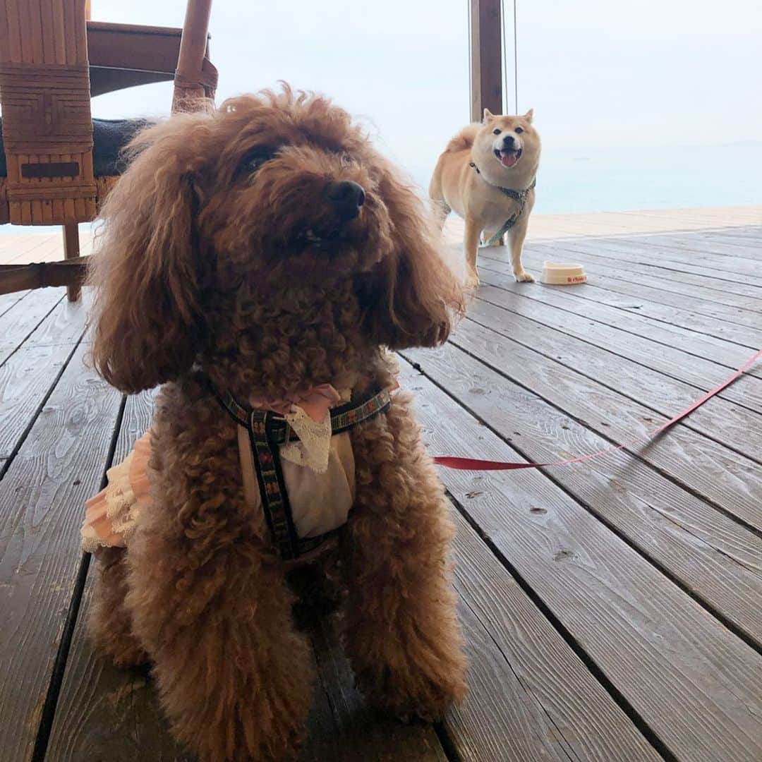 豆助左衛門（まめすけざえもん）さんのインスタグラム写真 - (豆助左衛門（まめすけざえもん）Instagram)「🐾 先日💕 お友達のチョコちゃんママが  犬とBBQ🍖ができる 淡路島のPacific over sea @pacificoverseasawaji  さんへ連れて行ってくれました。  海が見えるテラス席で 大阪と和歌山が見えます。 風が心地よくて 美味しいもの食べる事ができて リセットできました💕💕 … @okamoto5533 チョコちゃんママありがとう😊✨✨ …………………………🖋 #徳島柴ちゃん会#マメスケざえもん#チーム俺様 #shiba#shibastagram #豆柴#shibainu #dog#日本#徳島#shiba_snap#🐕📷 #狗  #proudshibas #りんりん部#柴犬#시바견#一只狗#animalland #西巴犬 #サンデイ #anicas #今日のうちの子 #柴犬ライフモデル応募 #ここ柴部」6月1日 7時16分 - mamesukezaemon