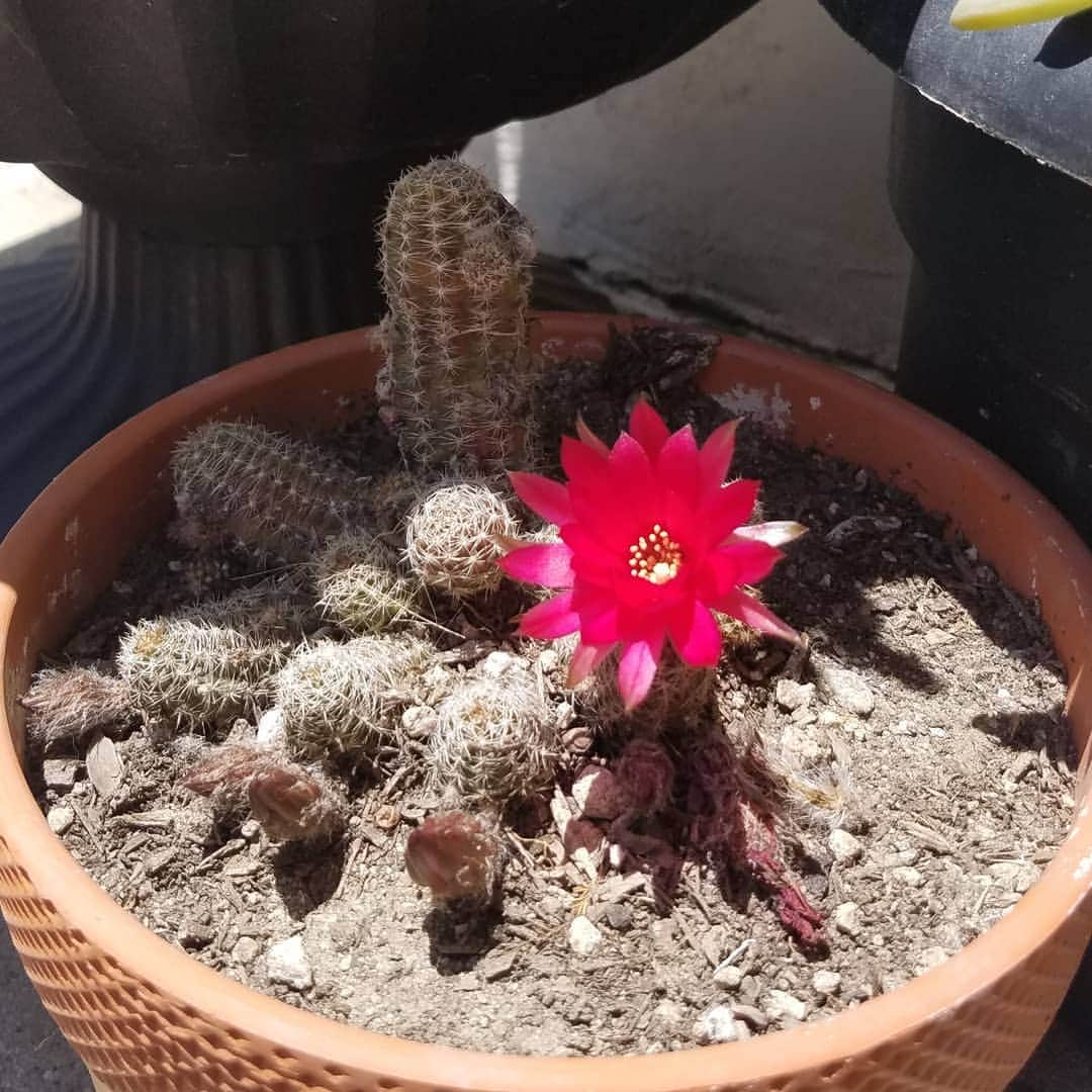 ガソリングラマーさんのインスタグラム写真 - (ガソリングラマーInstagram)「OH LITTLE CACTUS WITH GIGANTIC FLOWERS I LOVE YOU 🌵🌵🥜🏵🏵🌺 #GASOLINEGARDEN #ILOVEGARDENS #GARDENSRULE #GARDENCHURCH #GARDENPARTY #GARDENMAGIC #AVANTGARDEN #GARDENS #GARDENGANGSTER #garden #gardenlife #GARDENER #gardentime #GARDENING #CACTUSFLOWER #VEGETABLEGARDEN #VEGETABLES #FLOWERS #FLOWERPOWER #plants #CACTUS #SUCCULENTS #SUCCULENTSRULE #ROSEQUARTZPEANUTCACTUS  #AYEARINFLOWERS  #shadowhills  #THANKYOU 😬😬😬 @gasolineglamour  #gasolineglamour」6月1日 7時17分 - gasolineglamour